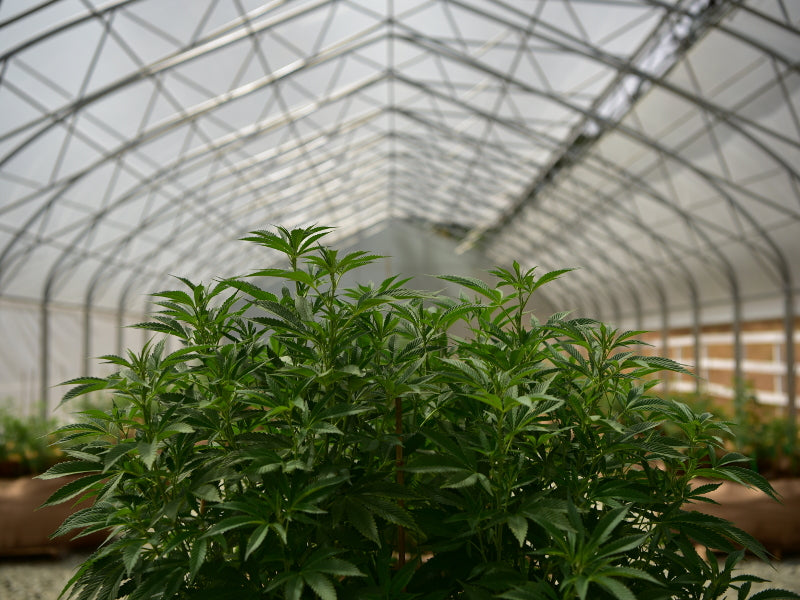 Semi Cannabis Green House Disponibili Online