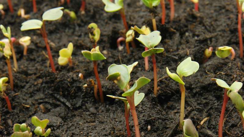 Fertilizzanti Naturali Agricoli per Coltivazioni
