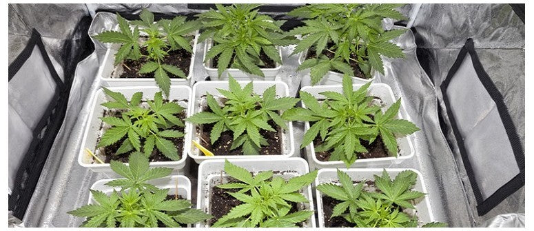 Infiorescenze CBD Indoor di Alta Qualità su BeGreenCBD.it