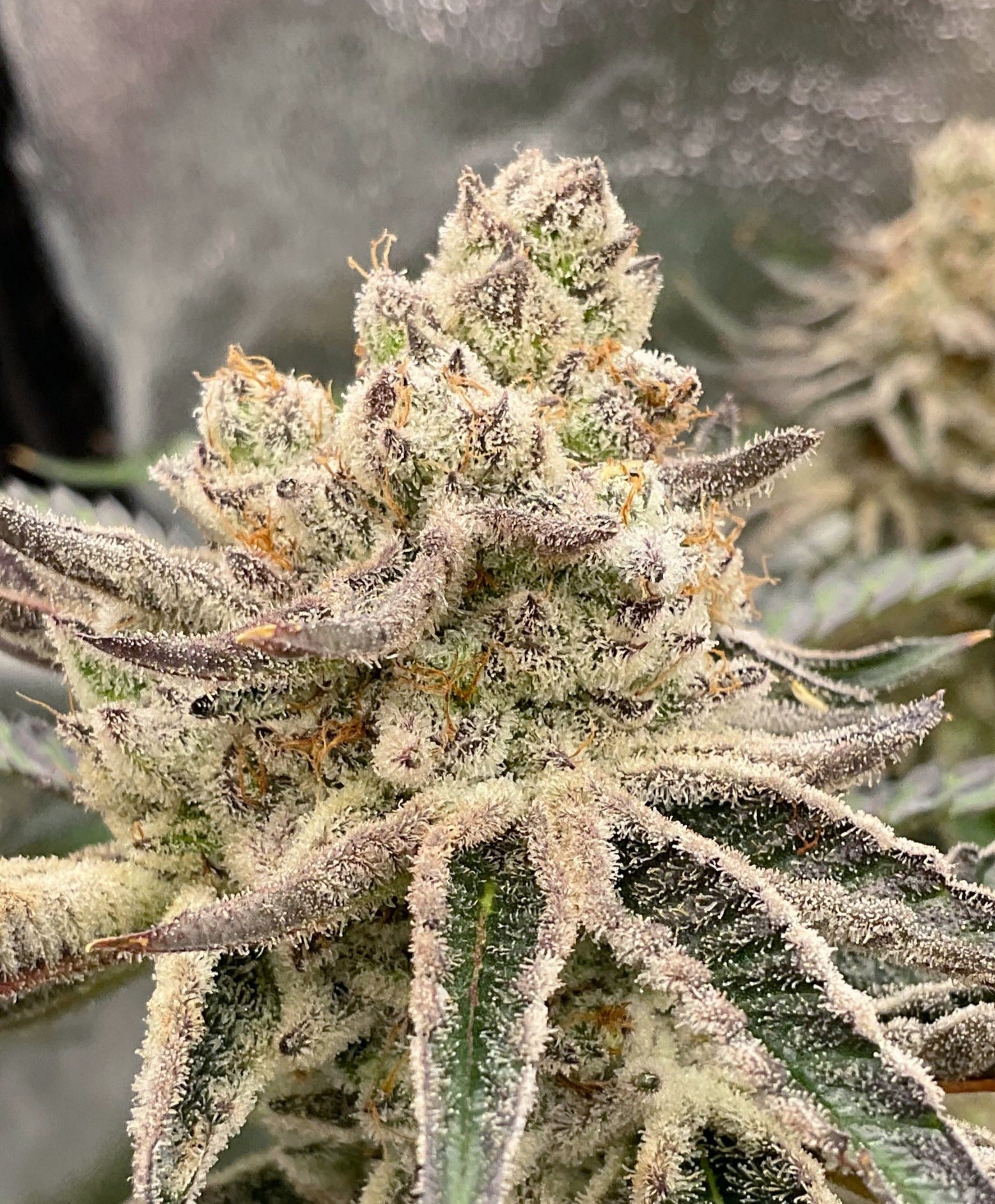 Tropical Candy Runtz- 1522 Genetics- Talee Di Cannabis Ornamentali