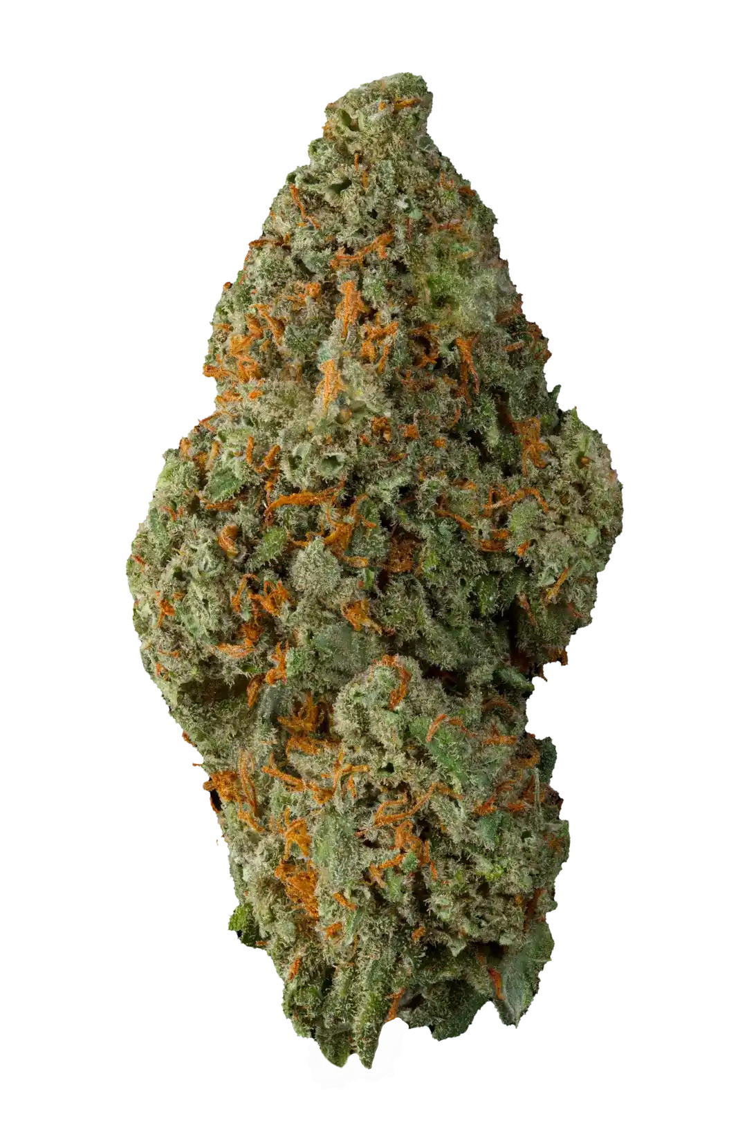 Infiorescenza di Amnesia Haze Cbd - Cannabis Light - Outdoor, con tricomi visibili e pistilli arancioni, ideale per uso legale e rilassante.