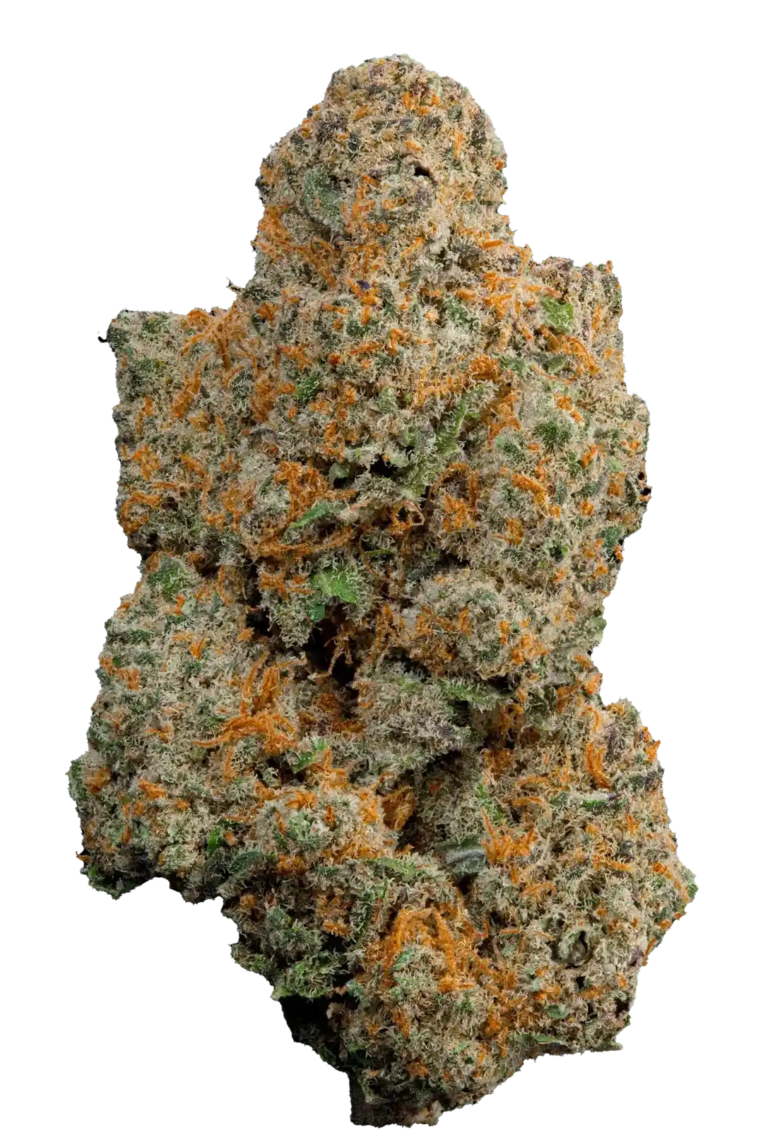 Fiore di Cannabis Light Hwaiiz CBD indoor, qualità top con tricomi evidenti e pistilli arancioni, aroma delicato e fino al 13% di CBD.
