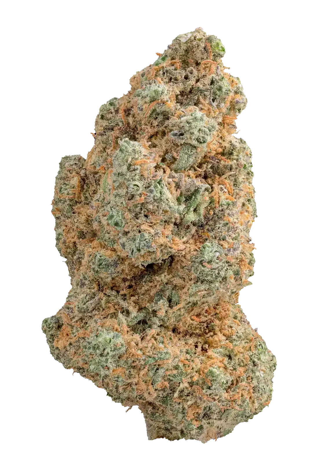 Fiore di Cannabis Light Zushi indoor top quality, varietà premium Be Green con tricomi evidenti e sfumature arancioni e verdi intense.
