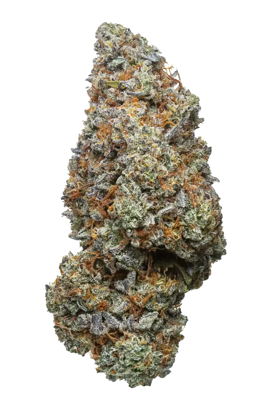 Cannabis light SLURP cime CBD dense, profumo cremoso e dolcezza irresistibile.una delle erbe legali migliori profumate e resinose