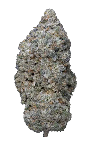 Infiorescenza di LUXURY SKUNK Cannabis Light CBD 16,99% con tricomi visibili, coltivata indoor in idroponica. Erba legale di alta qualità.