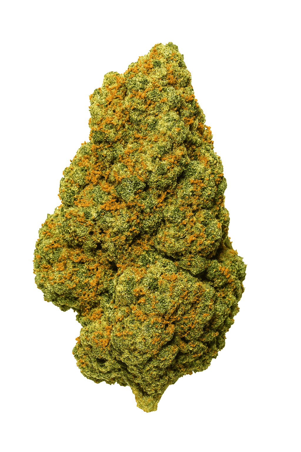 cannabis light cbd indoor big nuts fiori di erba legale densi e compatti carichi di resina