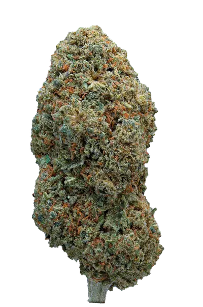 Infiorescenza di Cannabis Light Dussy CBD Premium Indoor, coltivata a LED con genetica Cannatonic, ricca di resina e aromi fruttati.