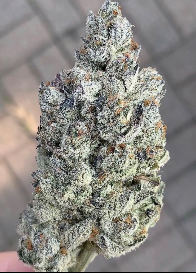 Compound Genetics - Marshmallow Og - Talee Ornamentali - Cloni Elitè