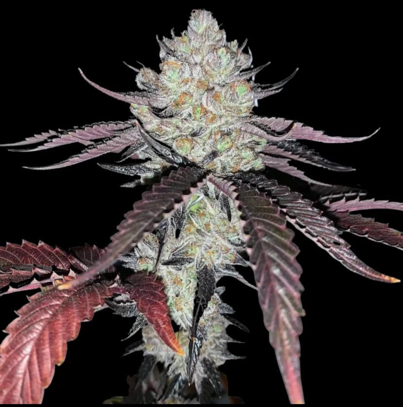 Compound Genetics - Marshmallow Og - Talee Ornamentali - Cloni Elitè
