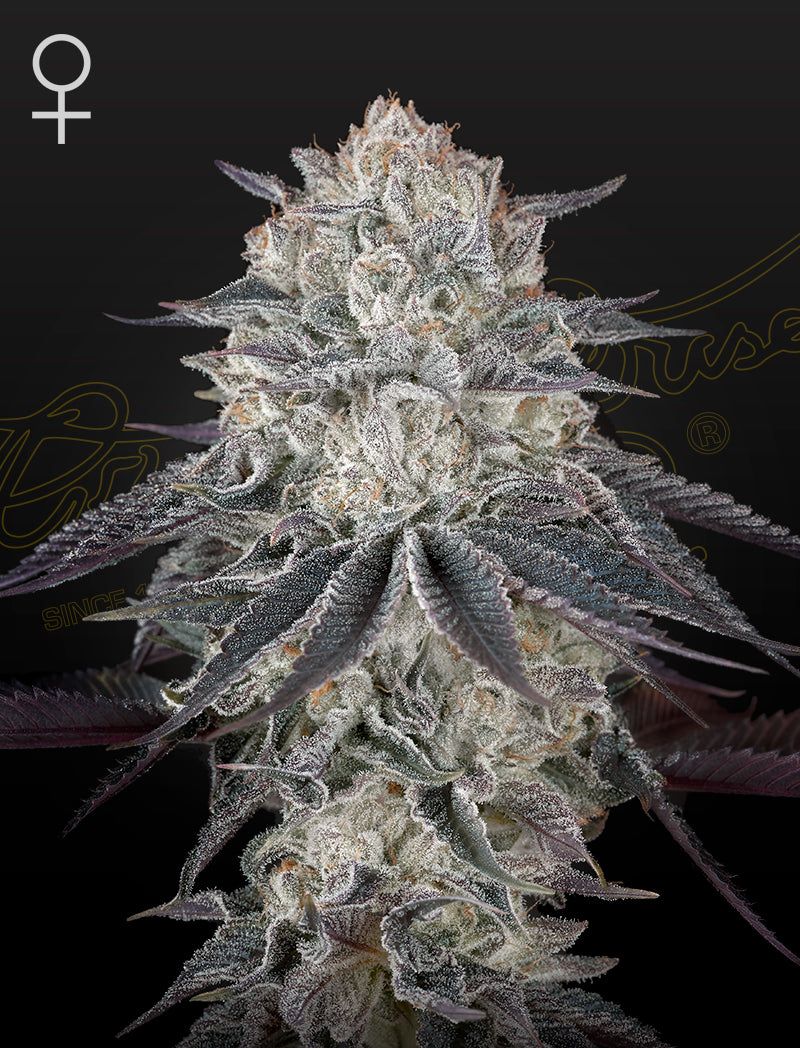 Green House Seeds - Fulgas - Semi Di Cannabis Femminizzata