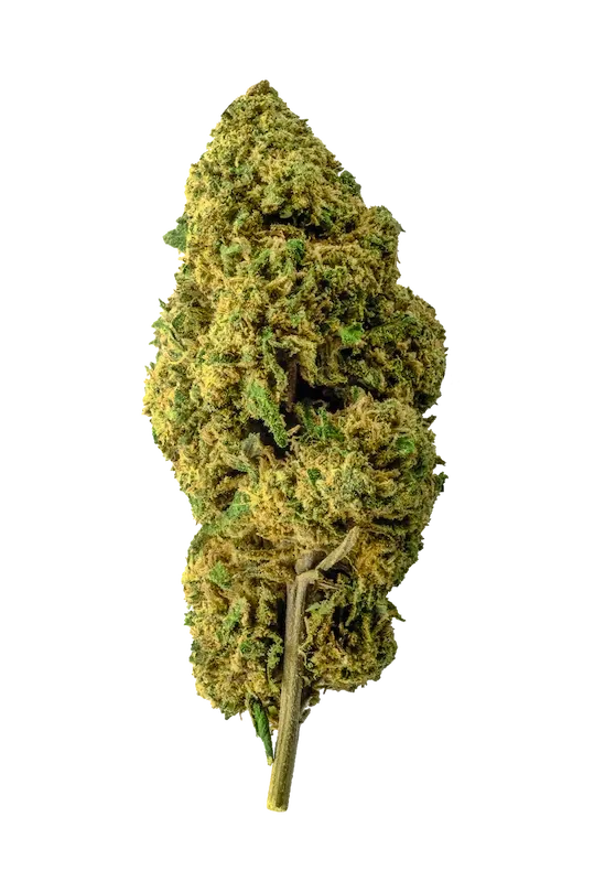 Bubblegum - Cbd - Cannabis Light - Outdoor - Novità