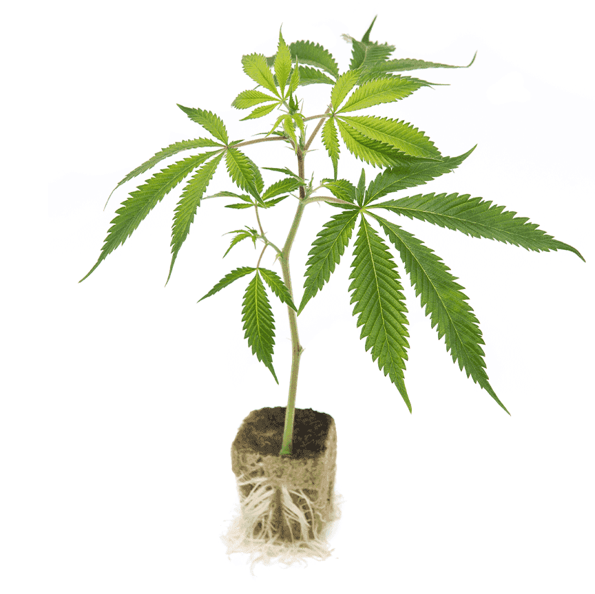 FuelShake - 1522 Genetics talea di cannabis ornamentale con radici visibili, ideale per decorazioni indoor e florovivaismo domestico.