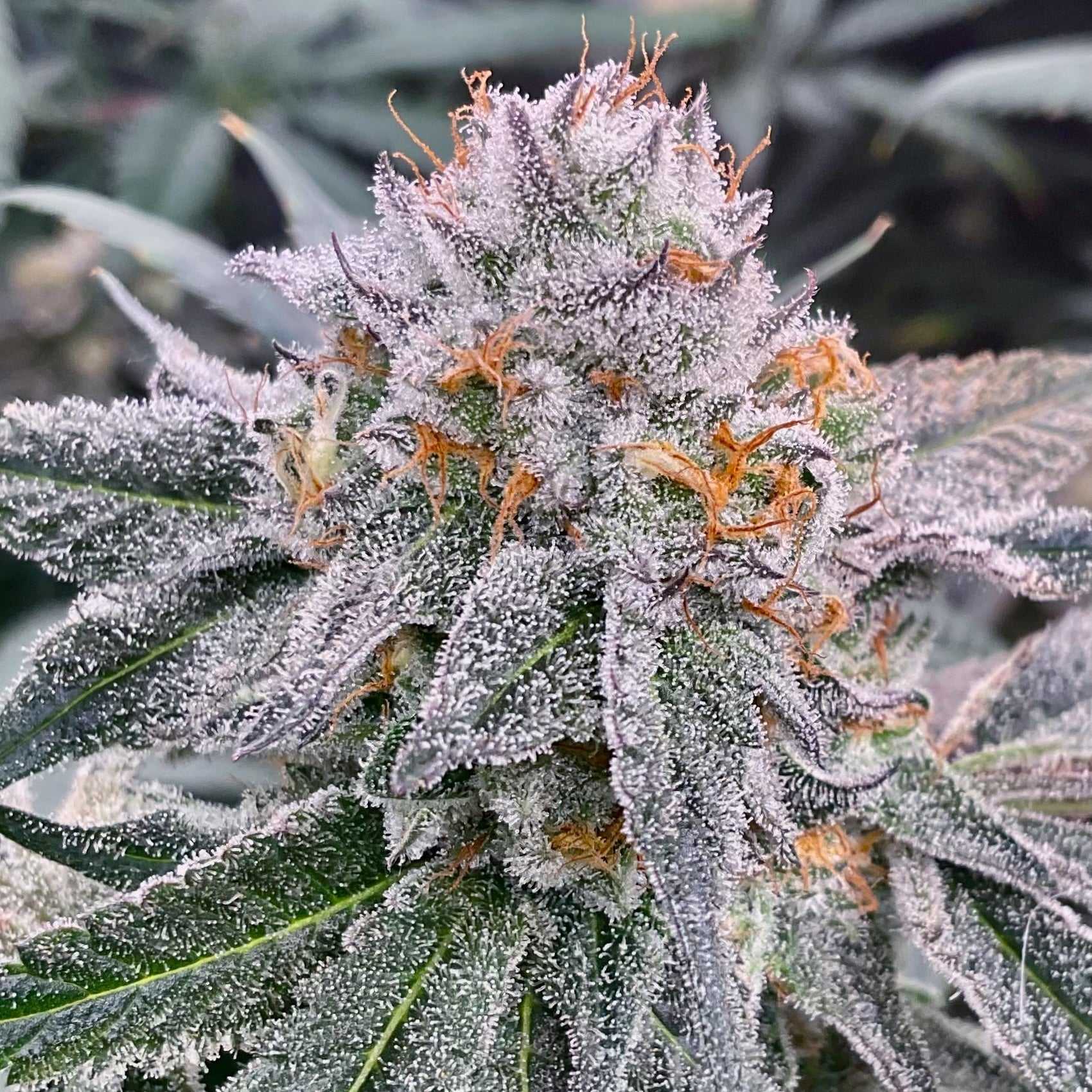 FuelShake - 1522 Genetics- Talee Di Cannabis Ornamentali con tricomi densi e sfumature viola, ideale per decorazioni Home & Garden
