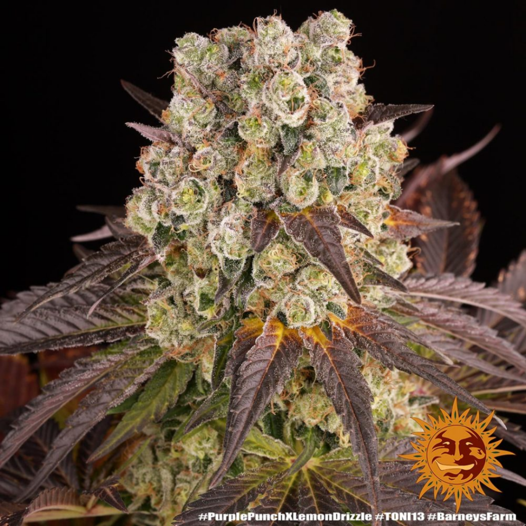 Barney's Farm - Purple Punch x Lemon drizzle - Semi Di Cannabis Femminizzati