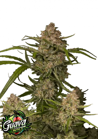 Fast Bud 420 - Guava Auto - Semi Di Cannabis Autofiorenti