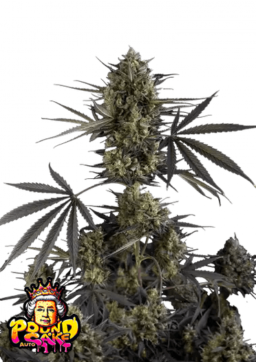 Fast Bud 420 - Pound Cake Auto - Semi Di Cannabis Autofiorenti