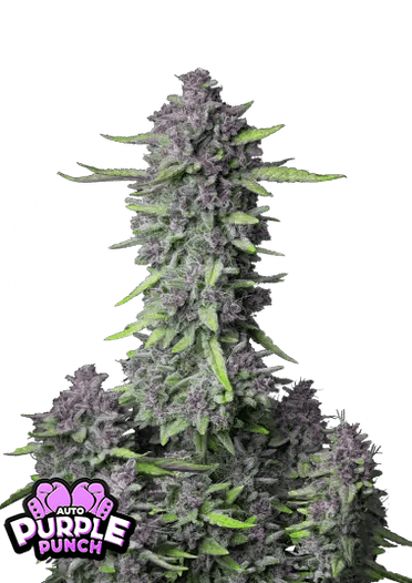 Fast Bud 420 - Purple Punch Auto - Semi Di Cannabis Autofiorenti