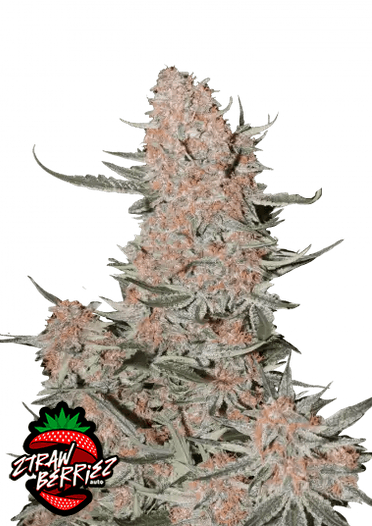 Fast Bud 420 - Ztrawberriez Auto - Semi Di Cannabis Autofiorenti