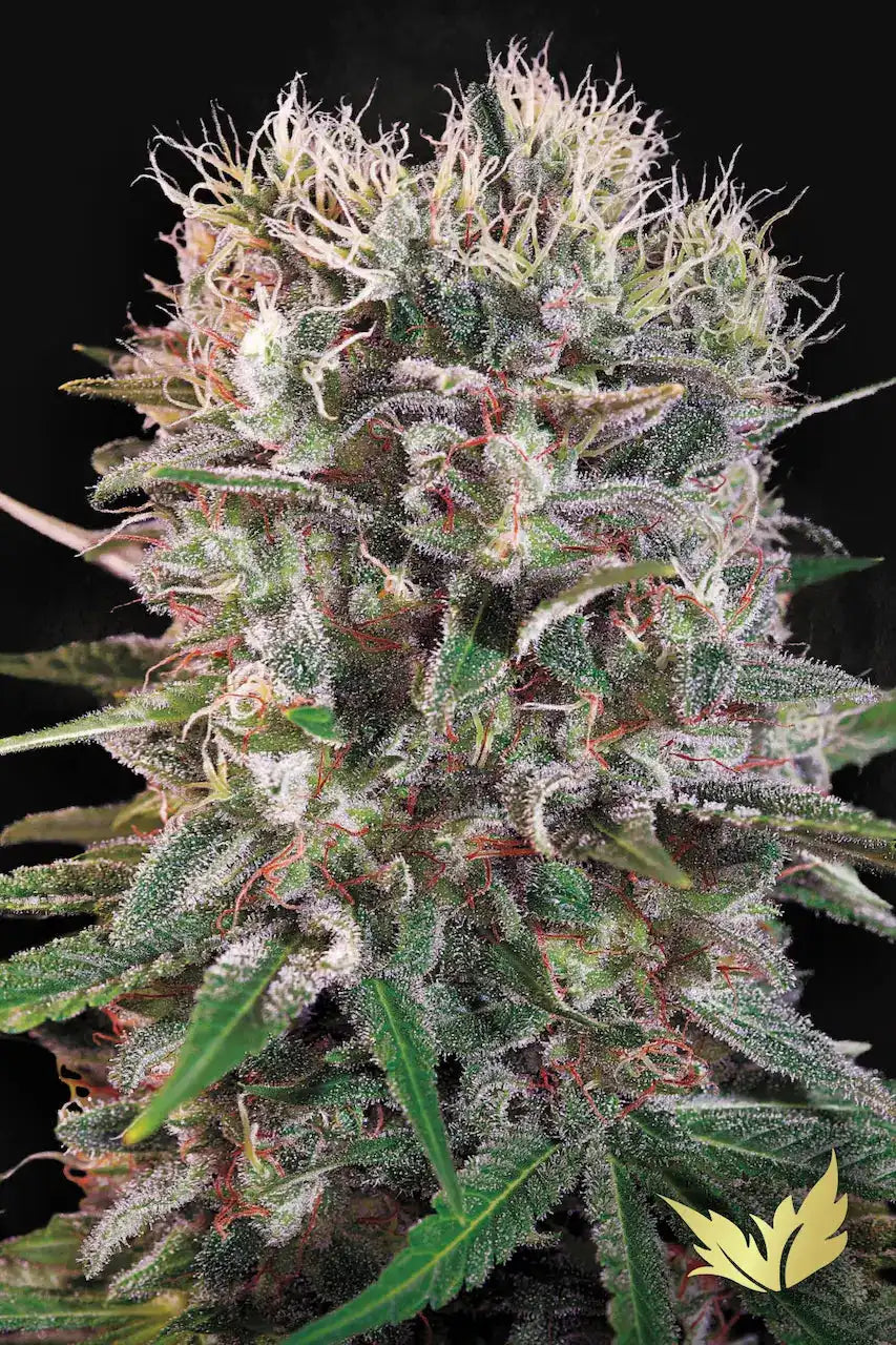 Wappa - Paradise Seeds - Semi Di Cannabis Femminizzati con fiori ricchi di tricomi e pistilli arancioni, ideali per collezionisti e coltivatori esperti.