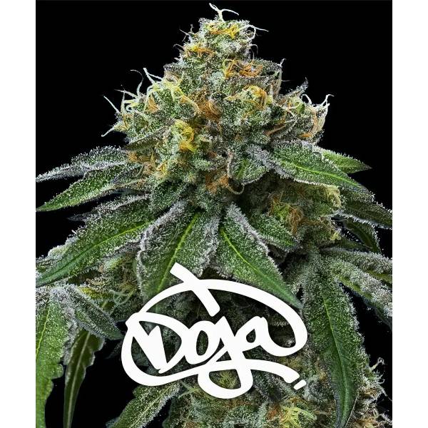 Barney's Farm - Rs11 x Banana Og - Semi Di Cannabis Femminizzata