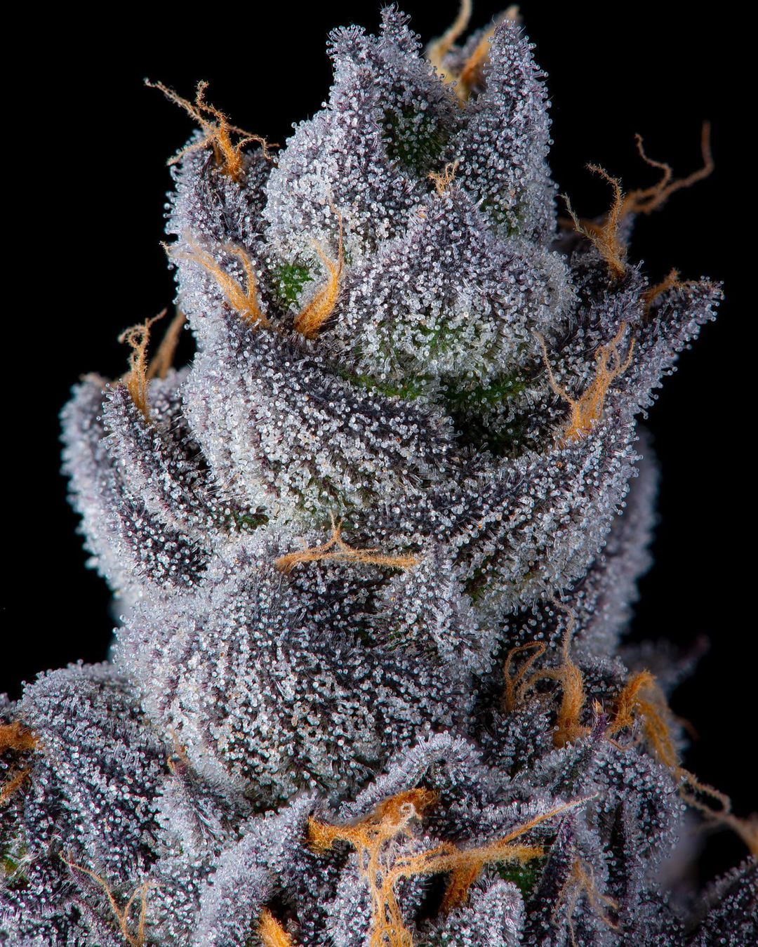 Compound Genetics - Apples & Bananas - Talee Ornamentali - Cloni Elitè