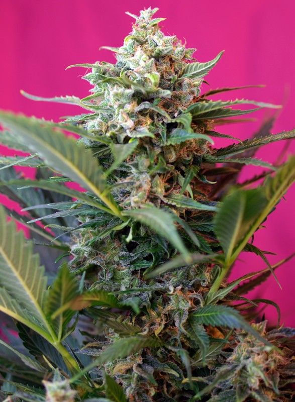 Sweet Seeds - Big Devil XL Auto - Semi Di Cannabis Autofiorente