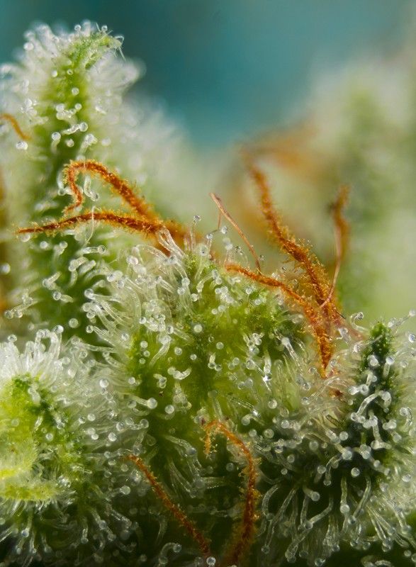 Sweet Seeds - Big Devil XL Auto - Semi Di Cannabis Autofiorente