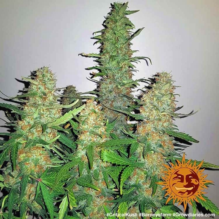 Barney's Farm - Critical Kush - Semi Di Cannabis Femminizzati