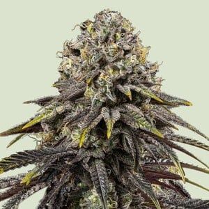 Dynamite Diesel - Semi di Cannabis Femminizzati con genetica Sour Diesel e Skywalker OG, ricchi di THC al 22%, ideali per collezionisti.