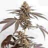 Pianta di cannabis Dynamite Diesel femminizzata di Royal Queen Seeds x Tyson con cime dense e foglie violacee, THC al 22%.