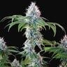 Pianta di cannabis Dynamite Diesel femminizzata di Royal Queen Seeds x Tyson, con cime resinose e tricomi visibili, THC 22%.