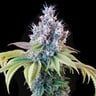 Infiorescenza di Dynamite Diesel femminizzata di Royal Queen Seeds x Tyson, semi da collezione con THC al 22% e aromi fruttati e terrosi.