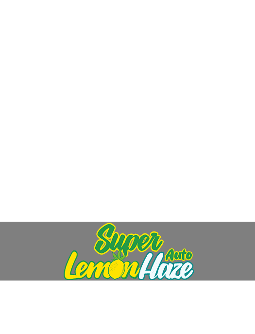super lemon haze semi di cannabis green house seeds