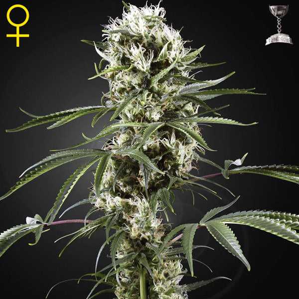 super lemon haze semi di cannabis green house seeds