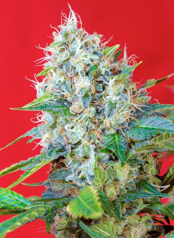 Sweet Seeds - Green Poison Auto - Semi Di Cannabis Autofiorenti