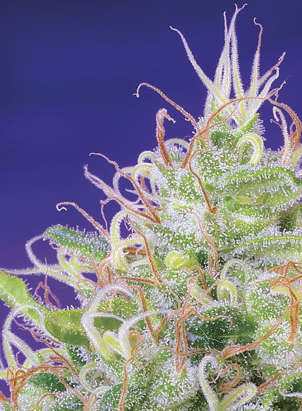 Sweet Seeds - Green Poison Auto - Semi Di Cannabis Autofiorenti