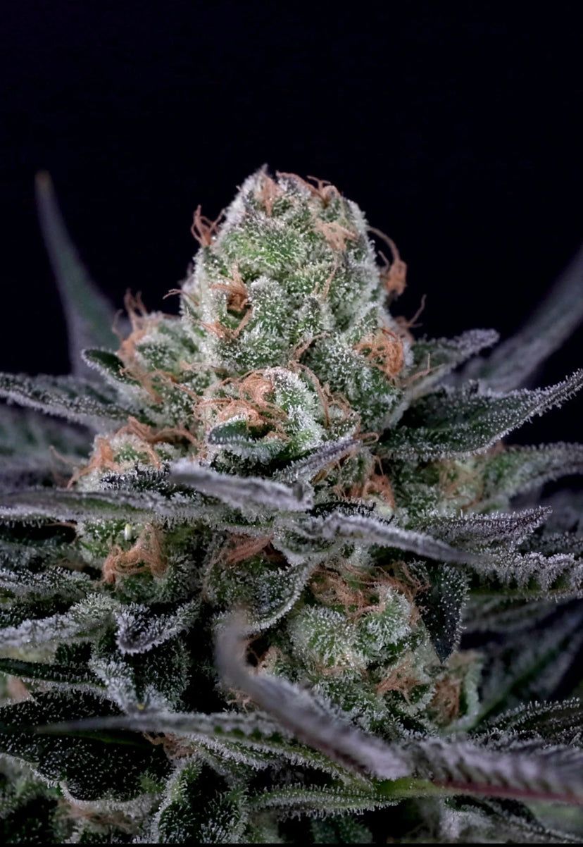 Talea Cannabis Ornamentale Caramba di Paradise Seeds