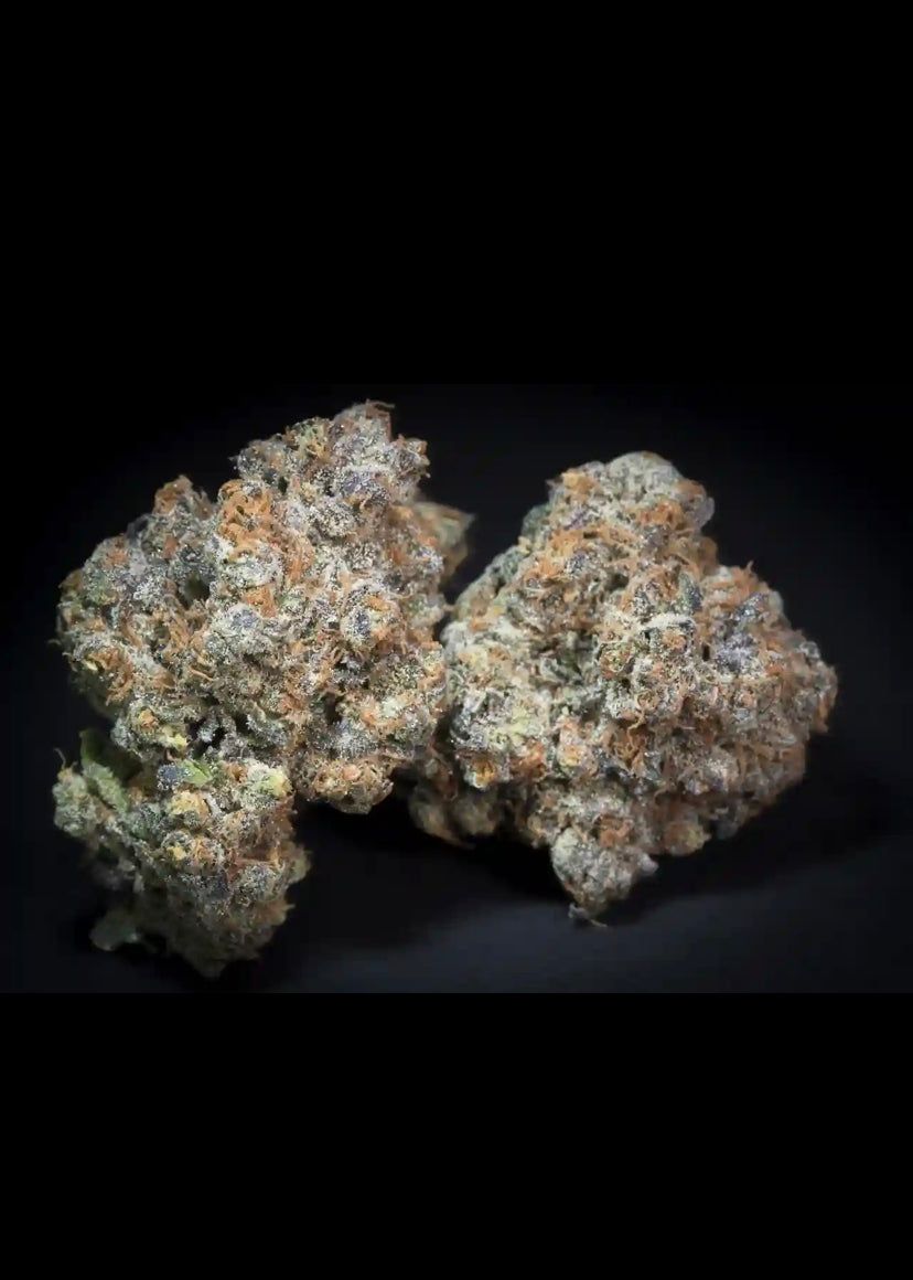 Talea Cannabis Ornamentale Caramba di Paradise Seeds
