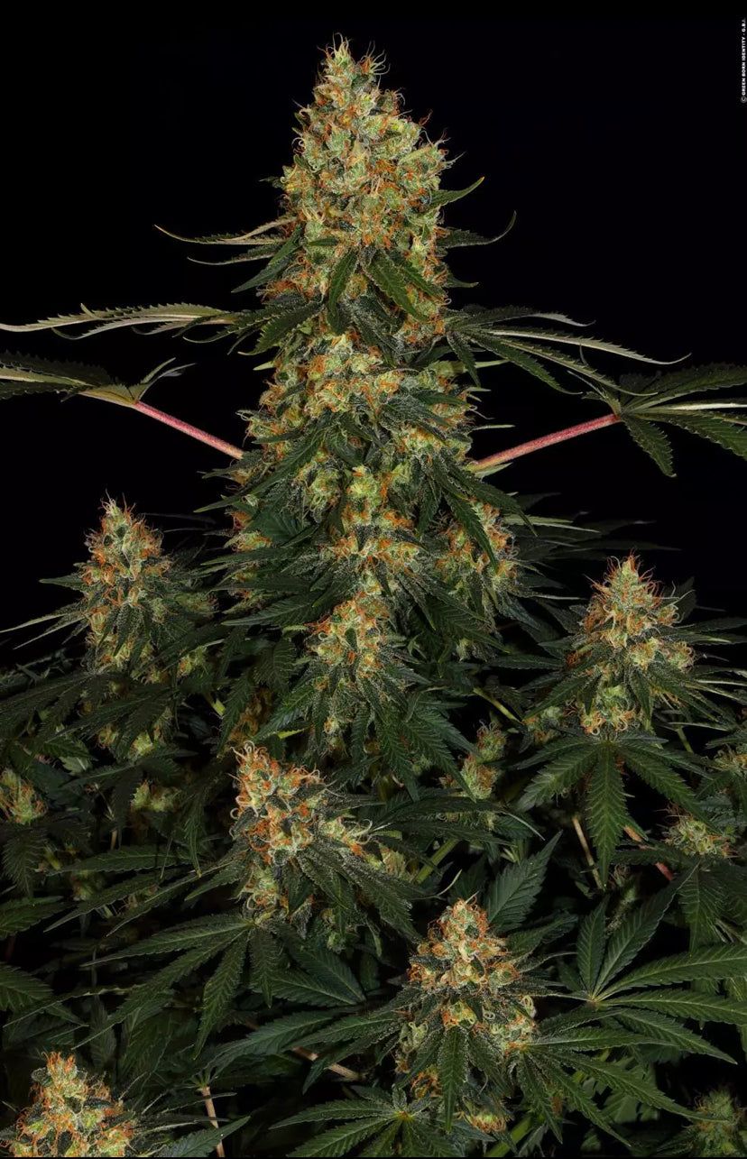 TALEE ORNAMENTALI DI CANNABIS - CALIFORNIA GOLD - PARADISE SEEDS