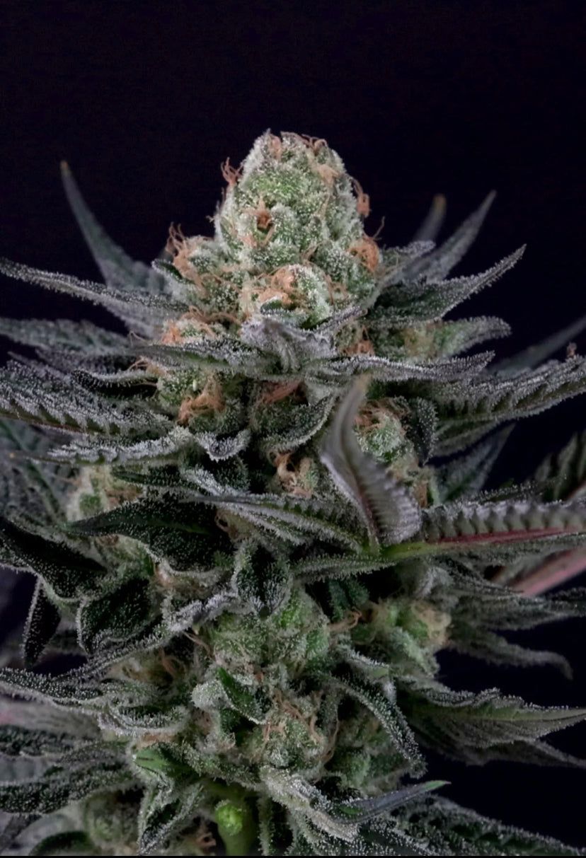 Talea Cannabis Ornamentale Caramba di Paradise Seeds