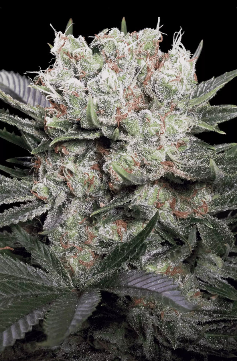 TALEE ORNAMENTALI DI CANNABIS - CALIFORNIA GOLD - PARADISE SEEDS