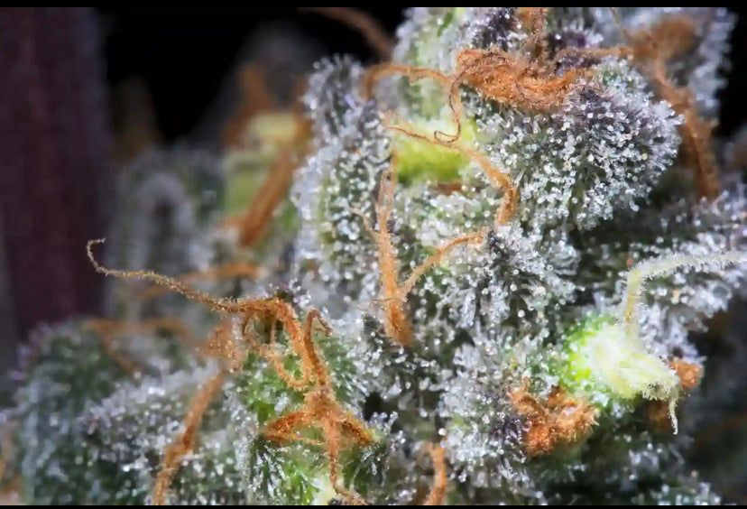 Talea Cannabis Ornamentale Caramba di Paradise Seeds