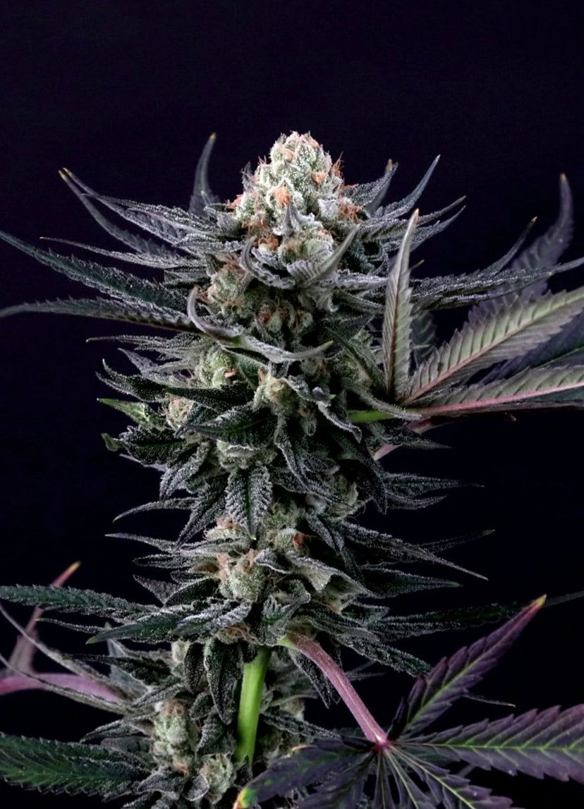 Talea Cannabis Ornamentale Caramba di Paradise Seeds