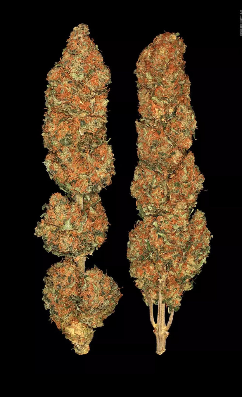 TALEE ORNAMENTALI DI CANNABIS - CALIFORNIA GOLD - PARADISE SEEDS