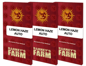 Barney's Farm - Lemon Haze Auto - Semi Di Cannabis Autofiorenti