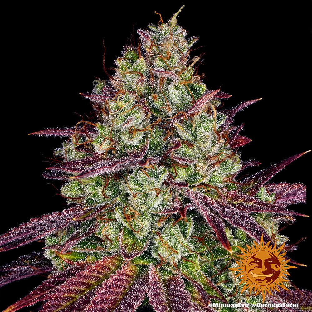 Semi Di Cannabis Femminizzati - Mimosa EVO - Barney's Farm