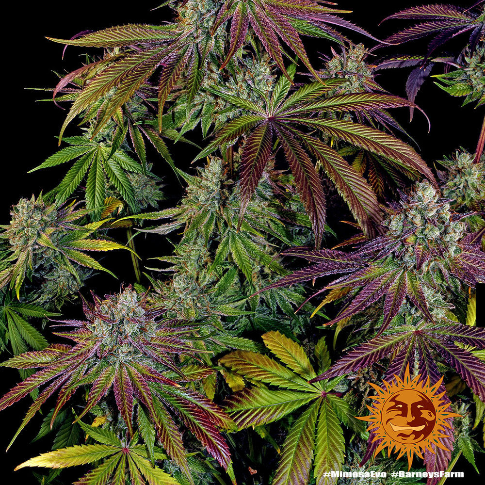 Semi Di Cannabis Femminizzati - Mimosa EVO - Barney's Farm