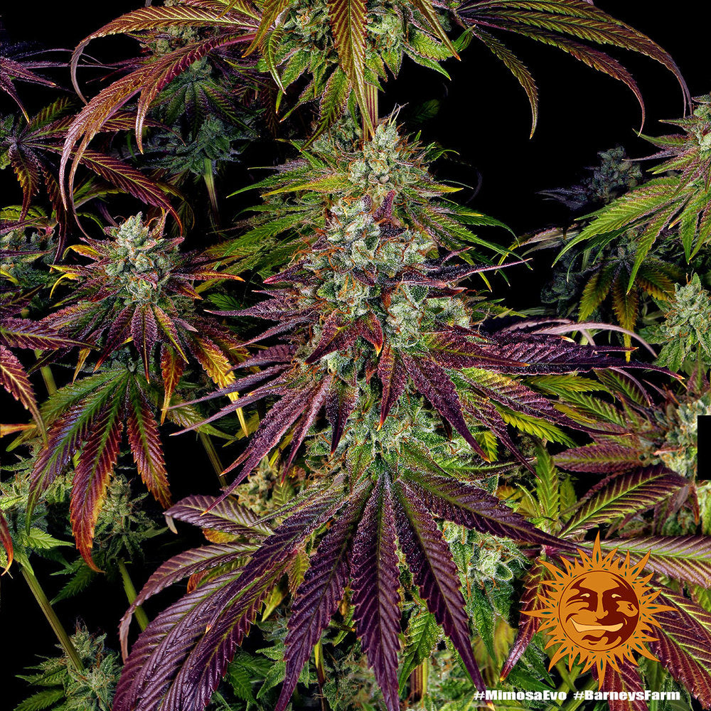 Semi Di Cannabis Femminizzati - Mimosa EVO - Barney's Farm