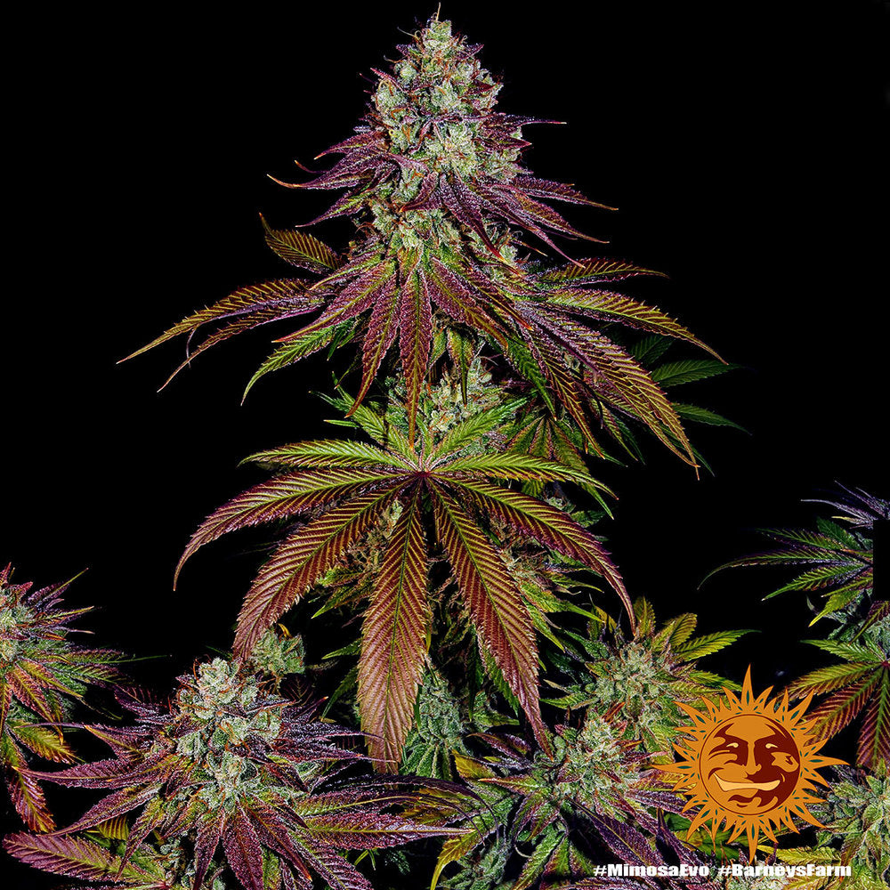 Semi Di Cannabis Femminizzati - Mimosa EVO - Barney's Farm
