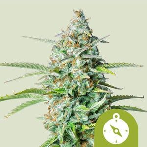 semi di cannabis northern light